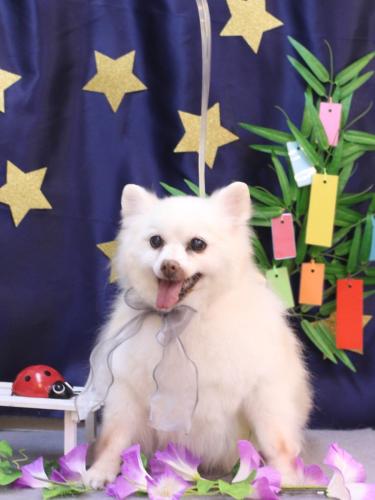 20230727キナコちゃん